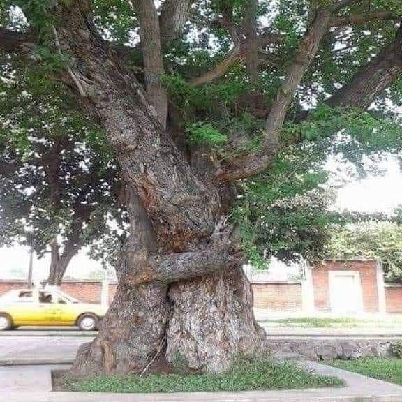 A tree with its trunk in the middle of it